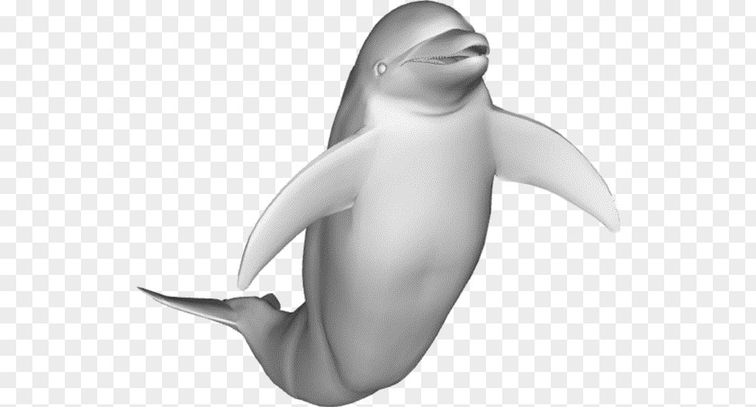 Dolphin Common Bottlenose 3D Modeling Computer Graphics Animation PNG