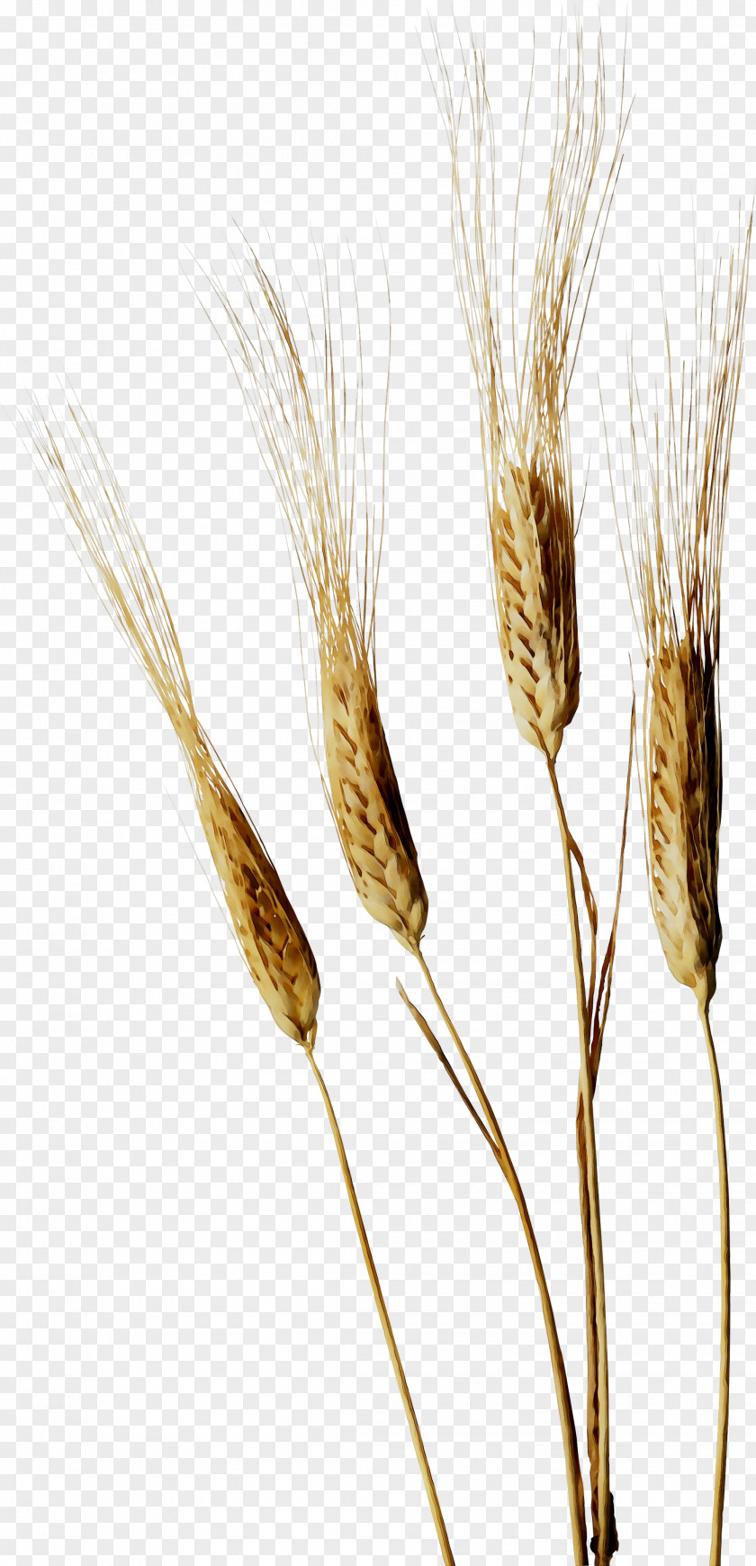 Emmer Einkorn Wheat Cereal Germ Grain Rye PNG