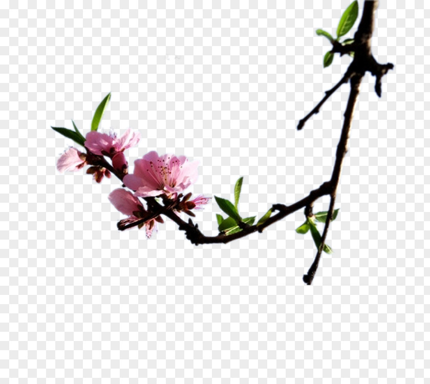 Peach Blossom Flash Video Download Digital Container Format MPEG-4 Part 14 PNG