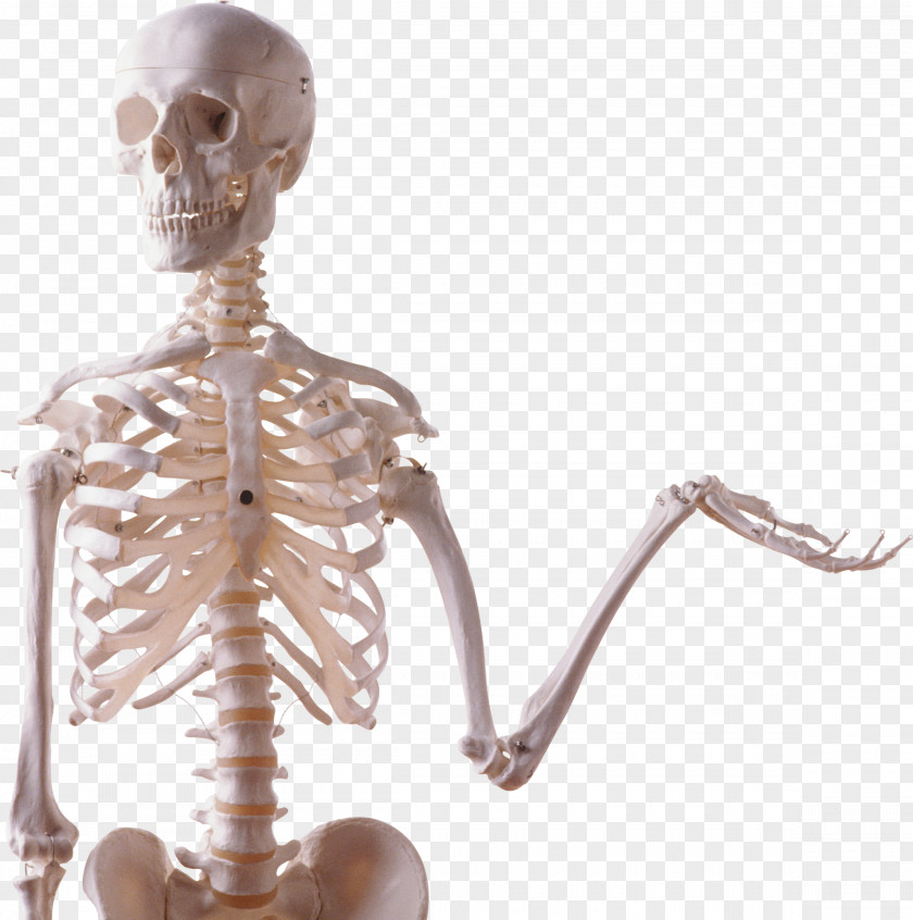 Skeleton Skull Bone Photography PNG