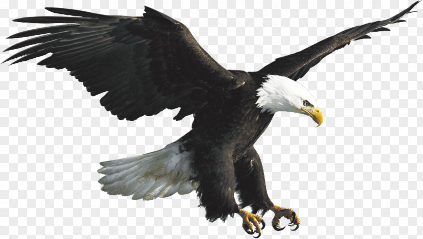 Eagle Bald Steppe Falconiformes PNG