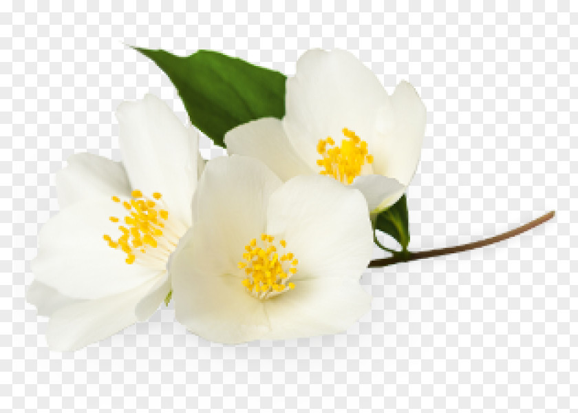 Flower White Jasmine Plant PNG
