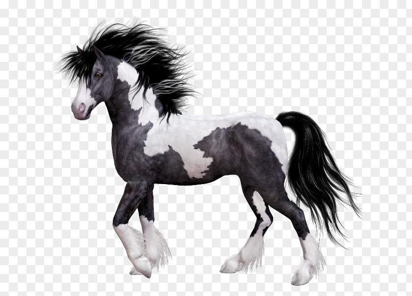 Horse Mane Pony Clip Art PNG