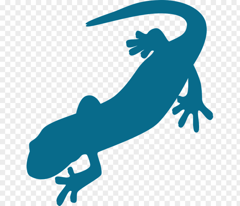 Salamander Vertebrate Newt Clip Art PNG