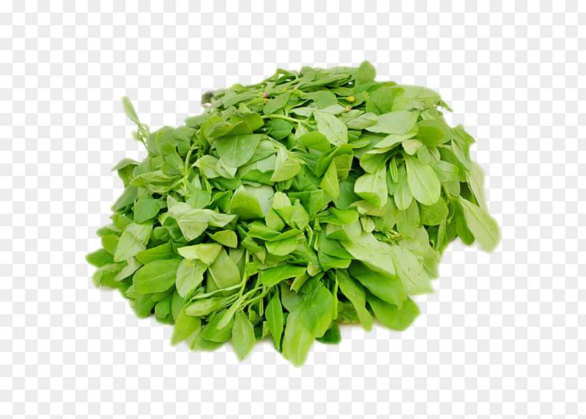 Vegetable Mesclun Lettuce Leaf Arugula PNG
