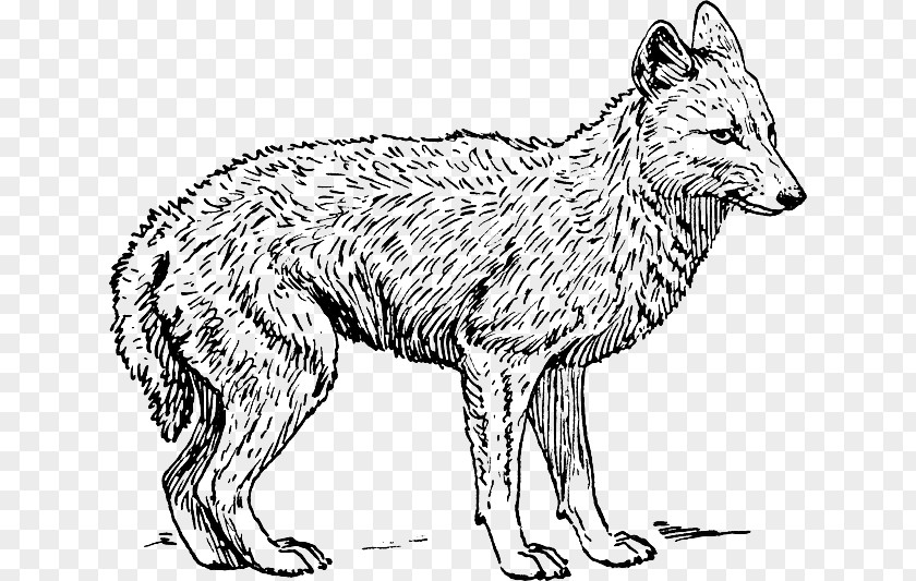 Dog Coyote Golden Jackal Coloring Book PNG