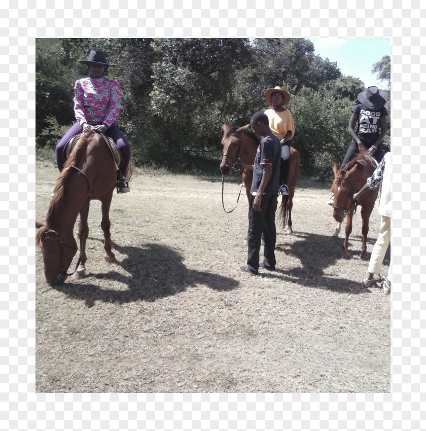 Horse Riding Equestrian Western Trail Bridle PNG