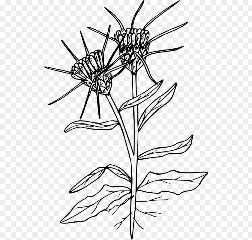 Thistle Yellow Star-thistle Clip Art PNG