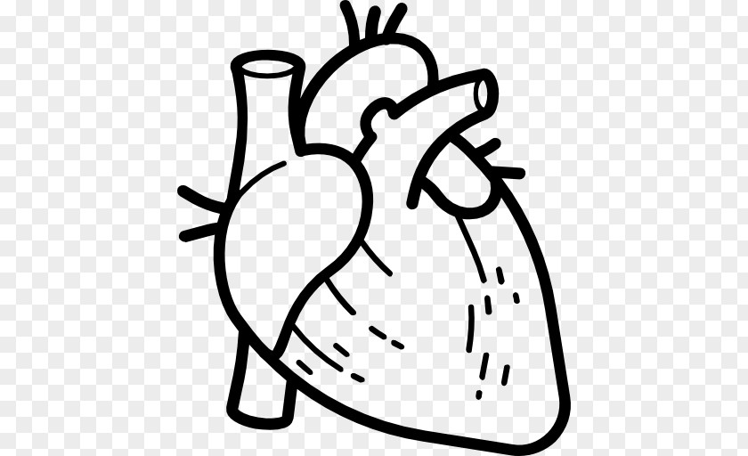 Anatomy Heart Computer Icons Organ Human Body PNG body, heart clipart PNG