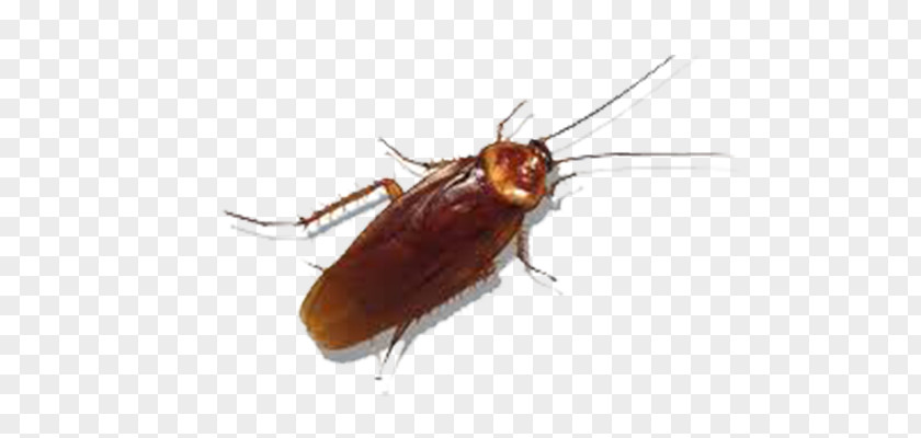 Cockroach American Insect German Pest PNG