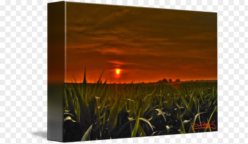 Corn Field Grasses Energy Flower Sky Plc PNG