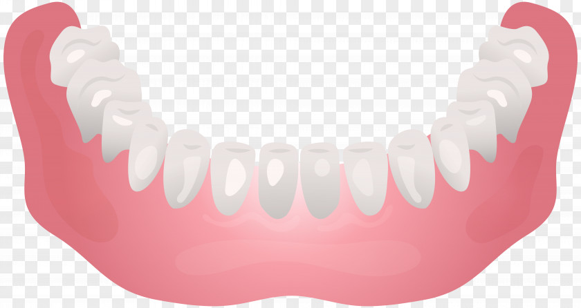 Dental Jaw Mouth Tooth Mandible Clip Art PNG