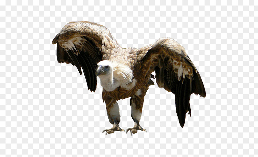 Eagle Vulture Beak Feather Wildlife PNG