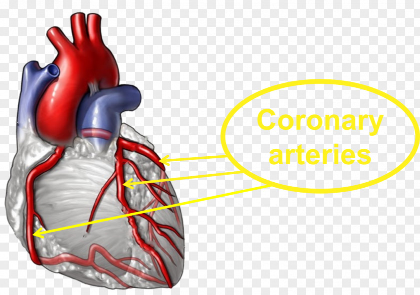 Heart Coronary Artery Disease Medicine Arteries Health PNG