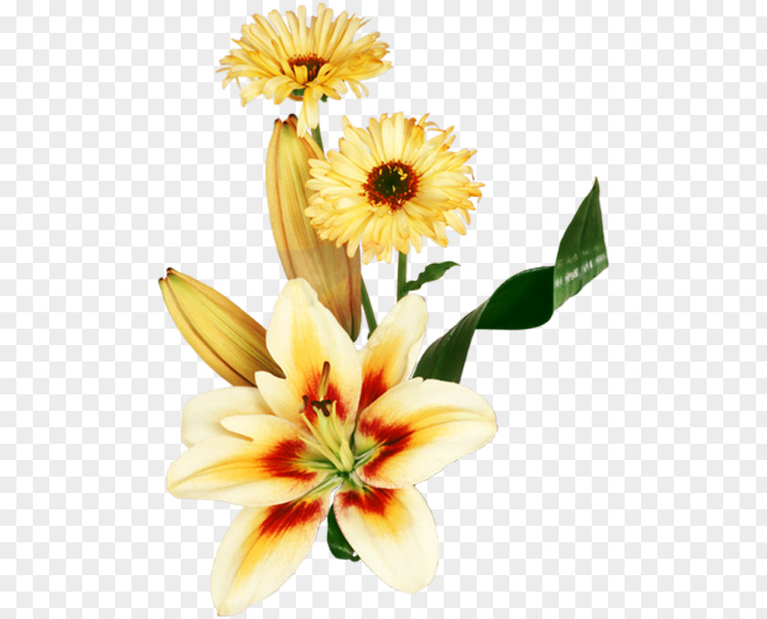 Life Flower Desktop Wallpaper Image Photograph PNG