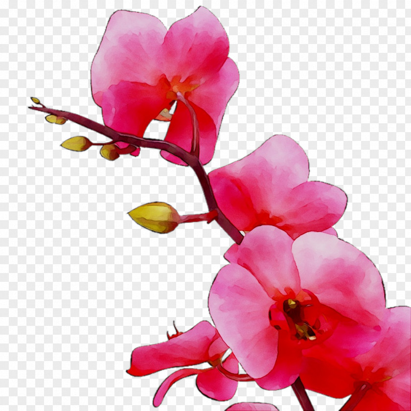 Moth Orchids ST.AU.150 MIN.V.UNC.NR AD Cut Flowers Cherry Blossom PNG