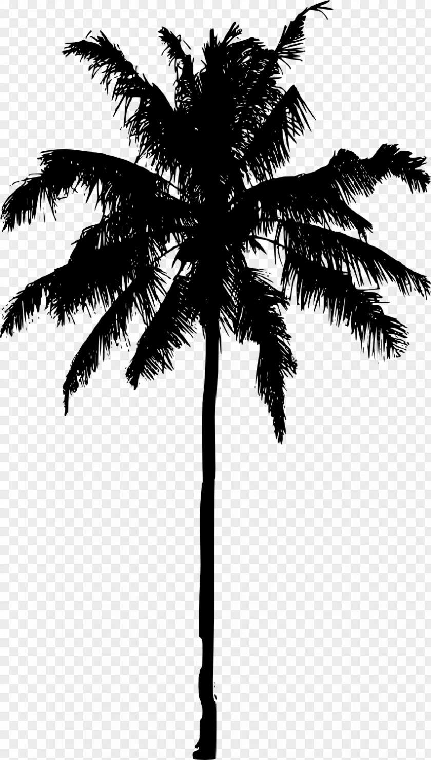 Palm Tree Arecaceae Silhouette Photography PNG