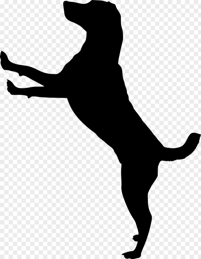 Tail Jumping Dog And Cat PNG