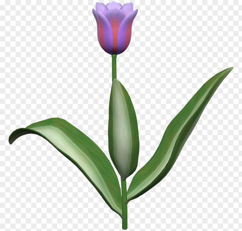 Tulips Memorial Day Tulip Garden Cut Flowers Plant Stem Petal PNG