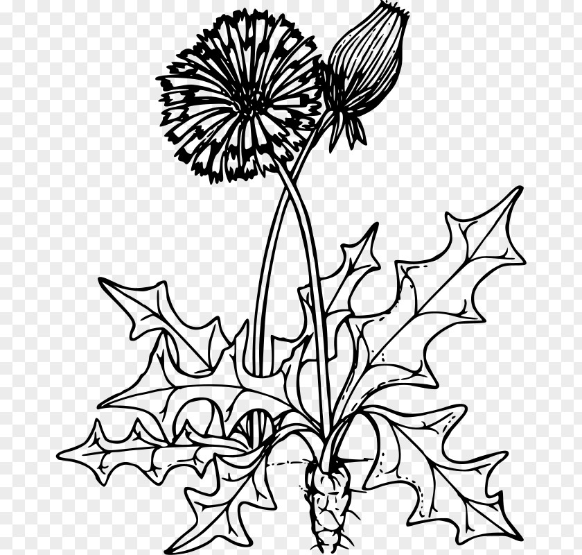 Dandelions Cartoon Drawing Clip Art Free Content Openclipart PNG