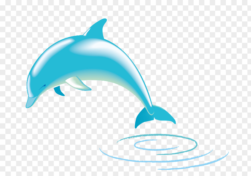 Delfin Spinner Dolphin Common Bottlenose Clip Art PNG