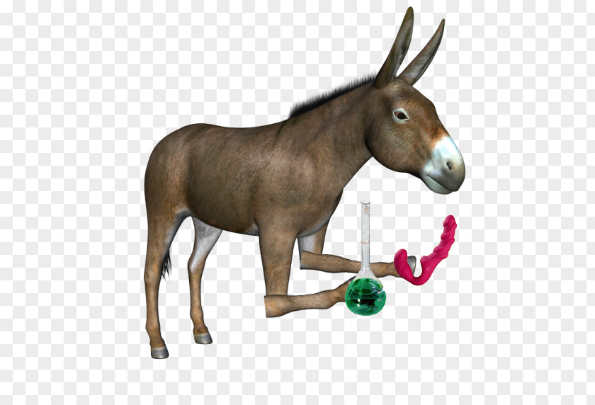 Donkey Mule PNG