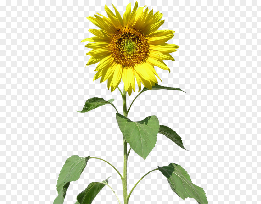 Flower Common Sunflower Clip Art PNG