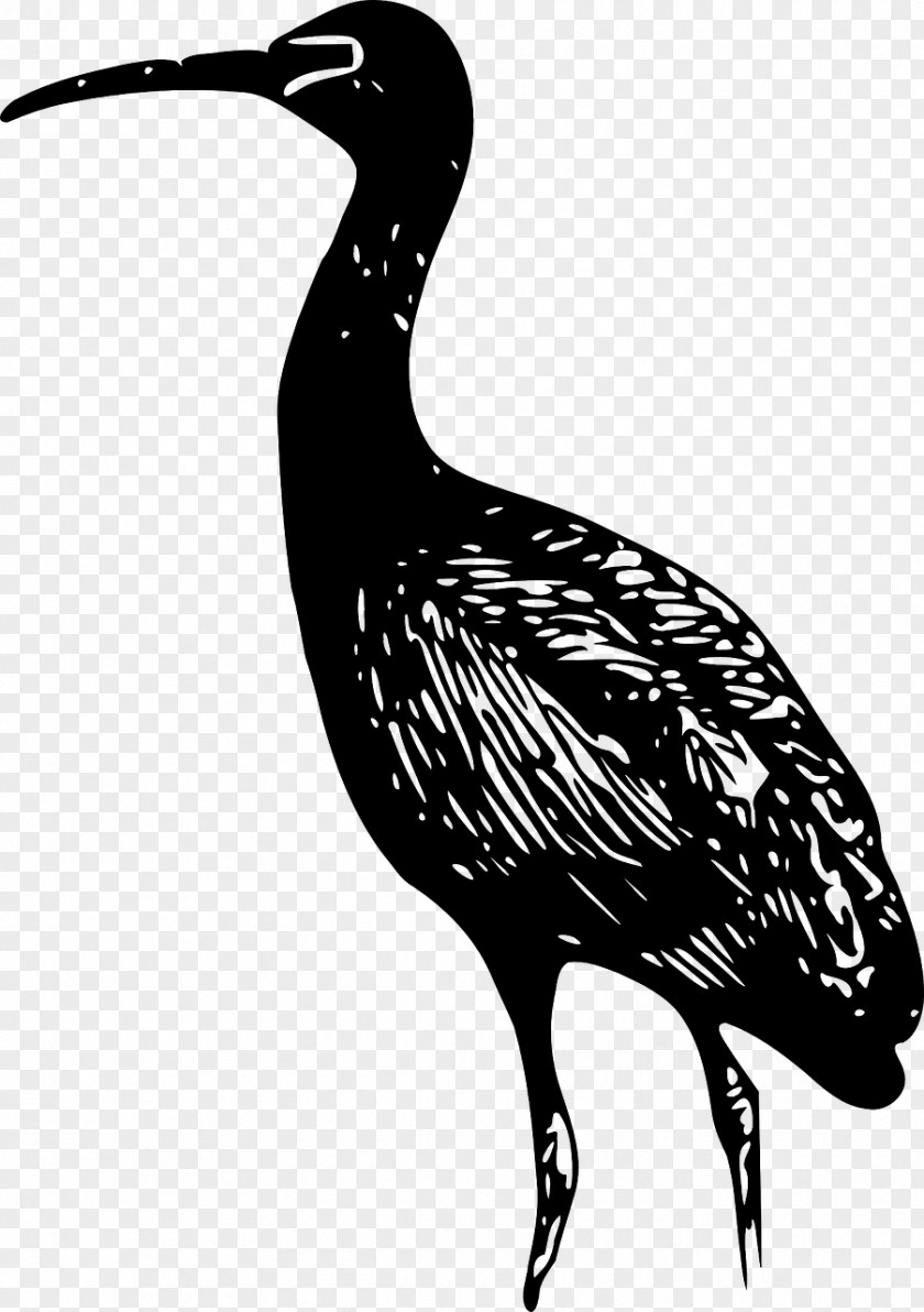 Lovebirds Ibis Line Art Clip PNG