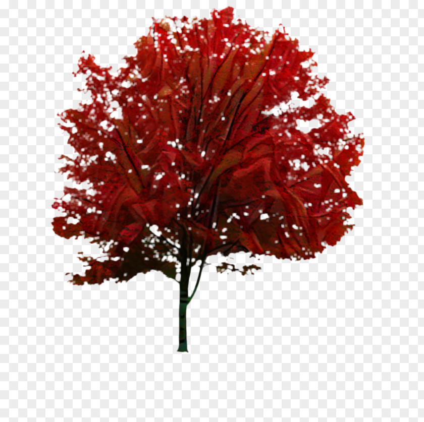 Maple Leaf RED.M PNG