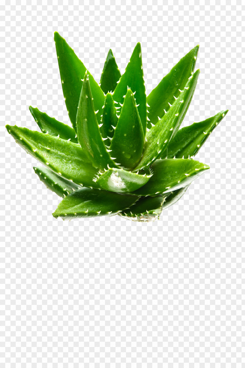 Aloe Vera Green Plant Aloin PNG