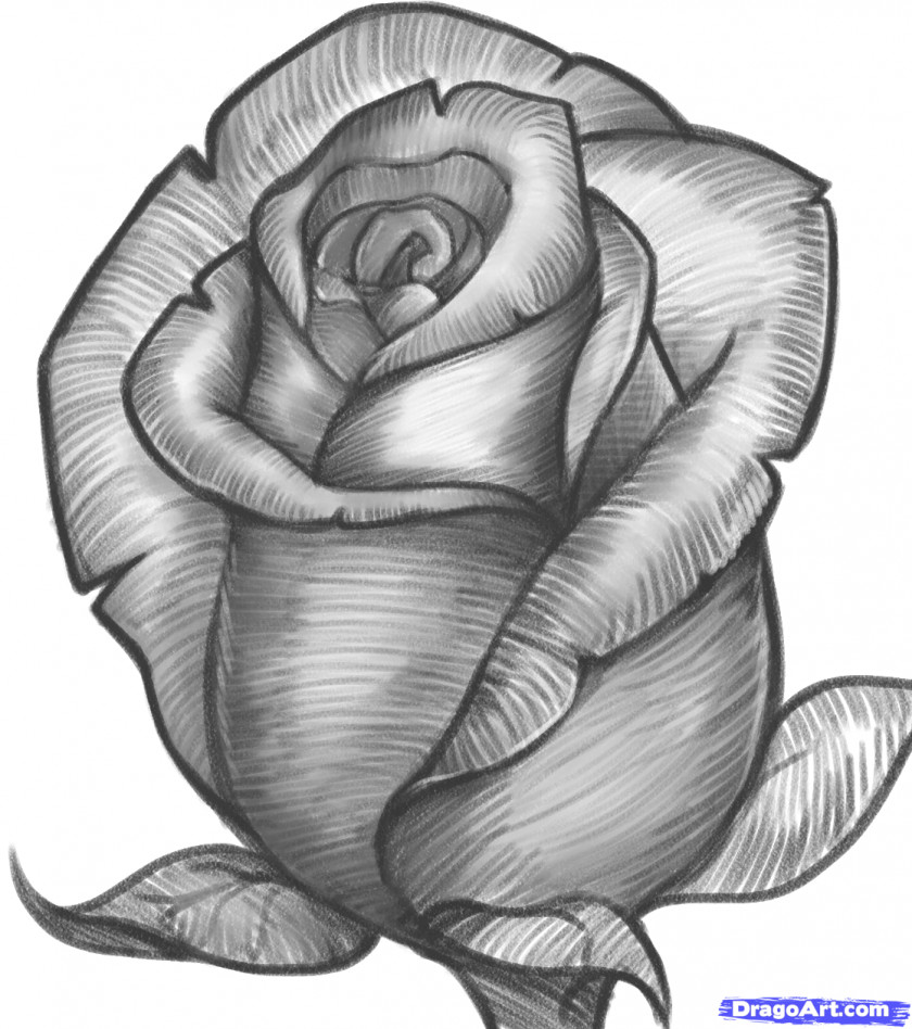 Drawings Of Roses Drawing Rose Pencil Sketch PNG