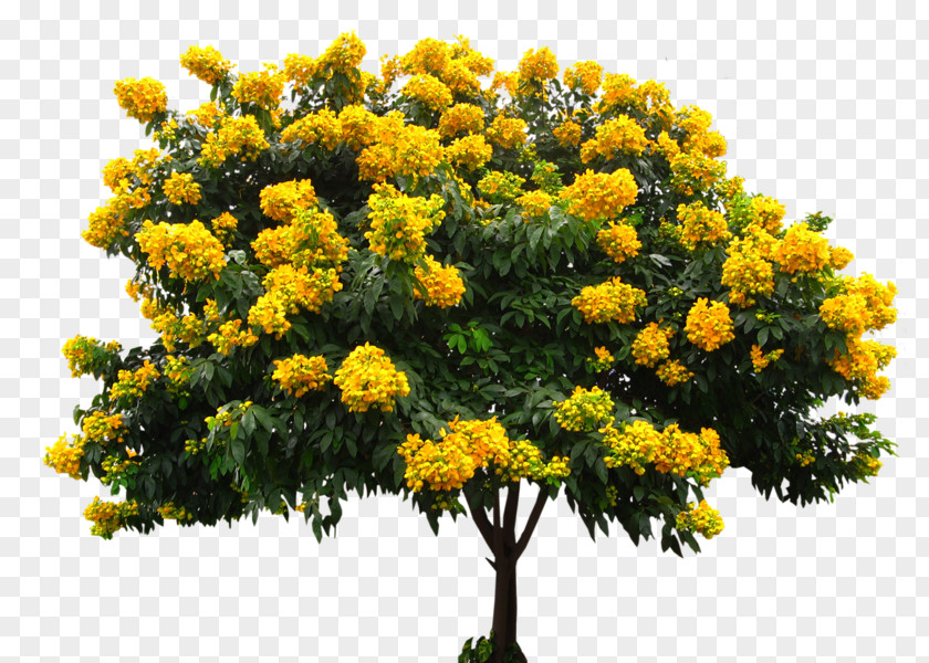 Mimosa Senna Spectabilis Macranthera Golden Shower Tree Hebecarpa Glycoside PNG