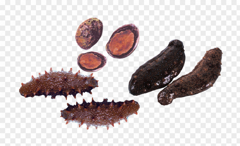 Sea Cucumber, Abalone Cucumber As Food Seafood PNG