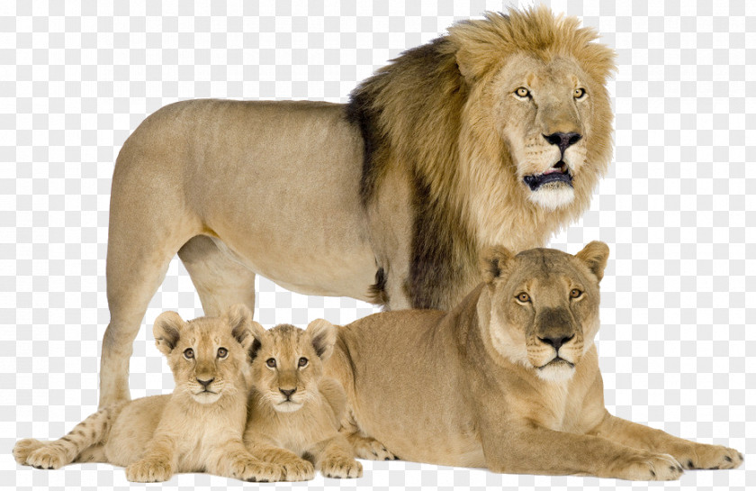 The Lion's Family Felidae Cougar Cat Asiatic Lion Cheetah PNG
