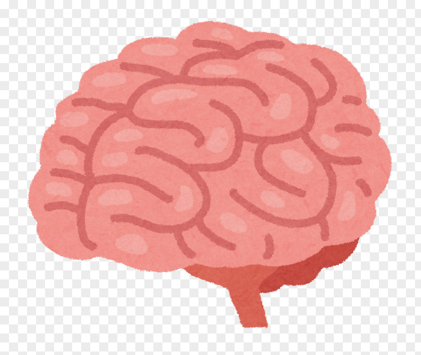 Brain Cerebral Infarction Cerebrovascular Disease PNG