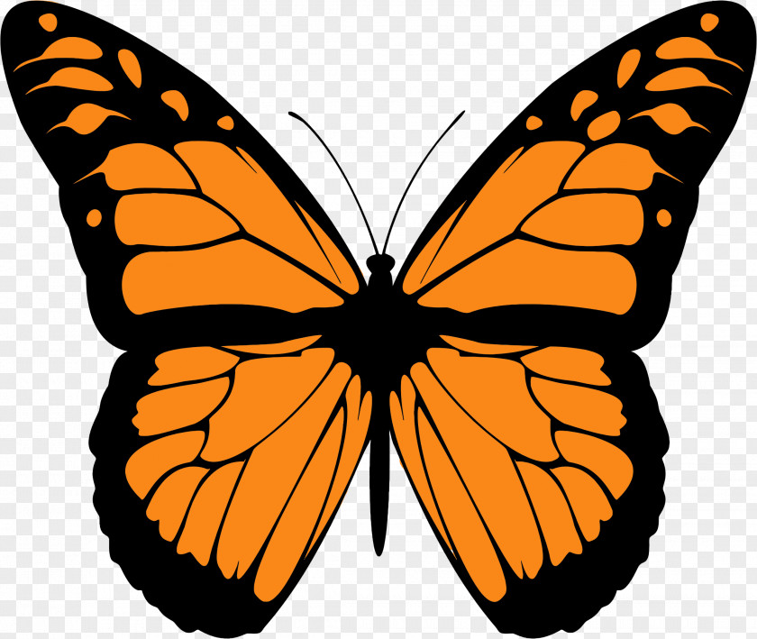 Butterfly Monarch Drawing Animal Migration Clip Art PNG