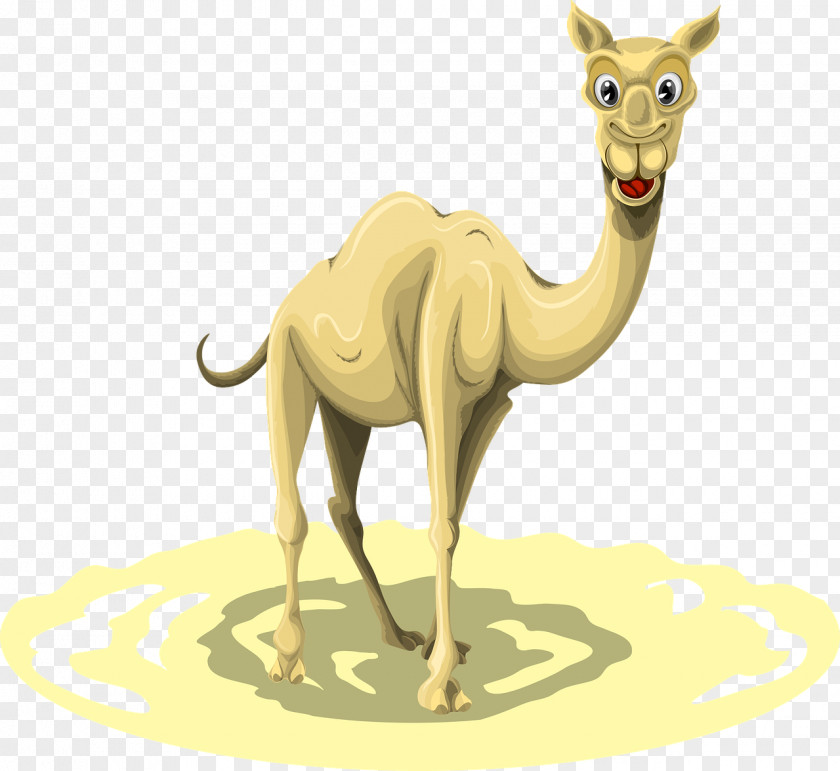 Camel Cartoon Dromedary Llama Clip Art PNG