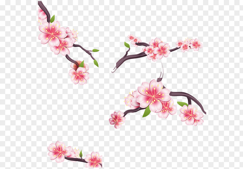 Cherry Blossom Flower Clip Art PNG