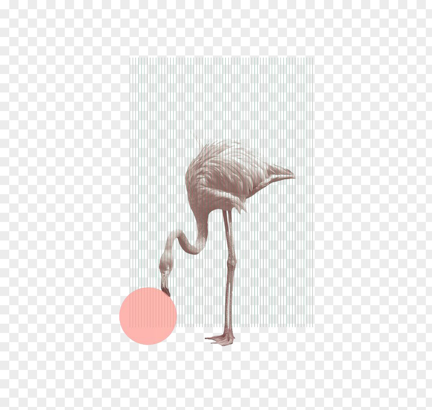 Flamingo Illustration Poster Artist Graphic Design PNG