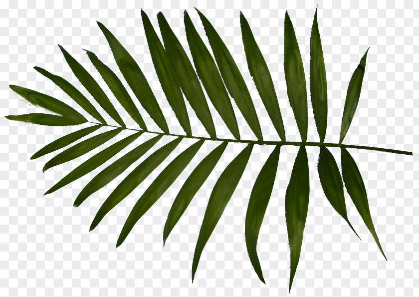 Palm Leaves Download Text Clip Art PNG