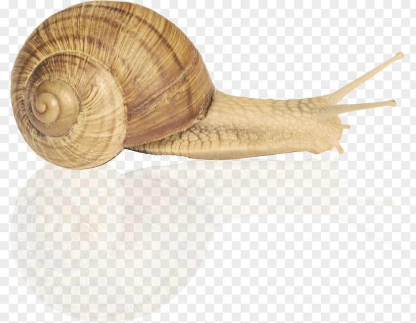 Snail Orthogastropoda Escargot Clip Art PNG