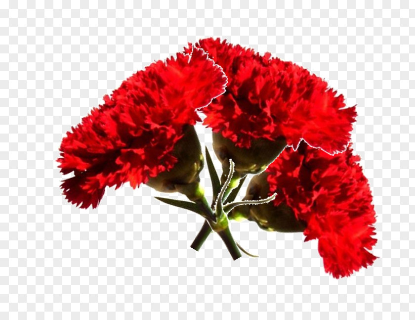 Terço Carnation Revolution Era Uma Vez Cut Flowers 25 April PNG