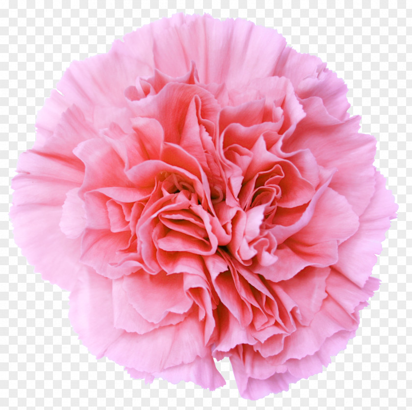 Colombian Pink Flowers Carnation Desktop Wallpaper Clip Art PNG