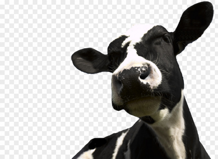 Design Cattle Milk Dairy PNG
