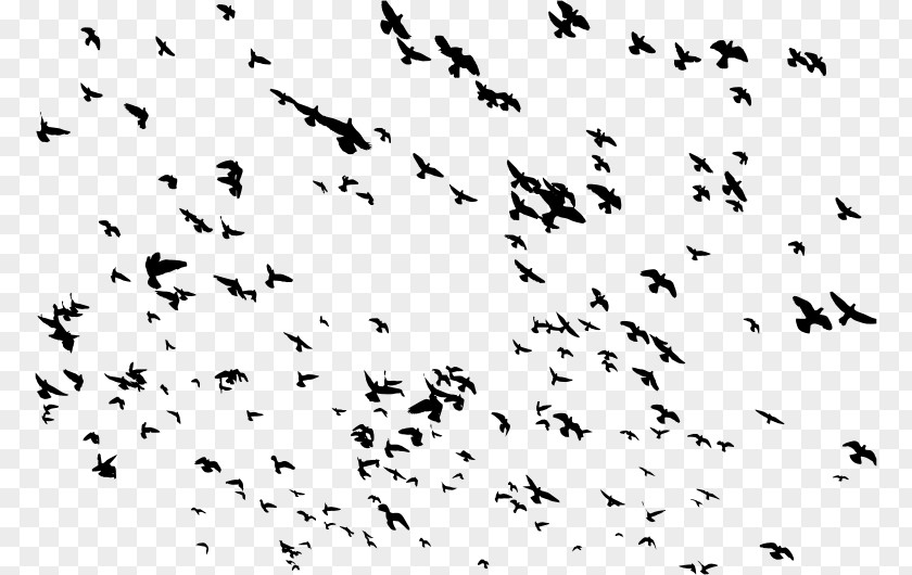 Bird Flight Flock Clip Art PNG