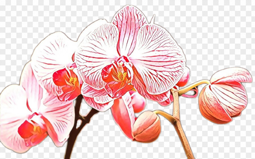 Branch Orchid Flower Flowering Plant Moth Pink PNG