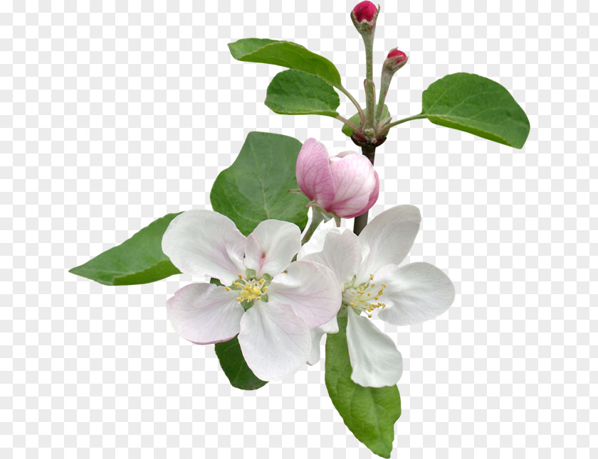 Flower Apples Blossom Petal Clip Art PNG