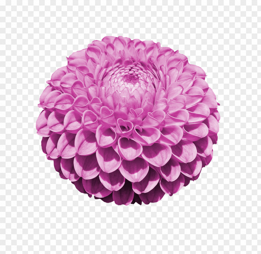 Flower Dahlia Cut Flowers Reprodukce Stock Photography PNG