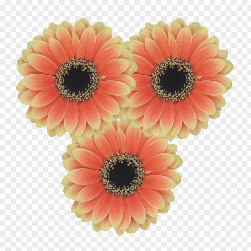 Flower Transvaal Daisy Cut Flowers Common Floral Design PNG