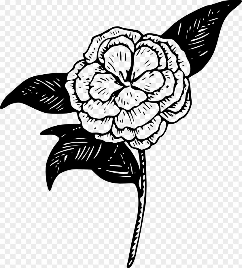 Flower Black Drawing Begonia Clip Art PNG